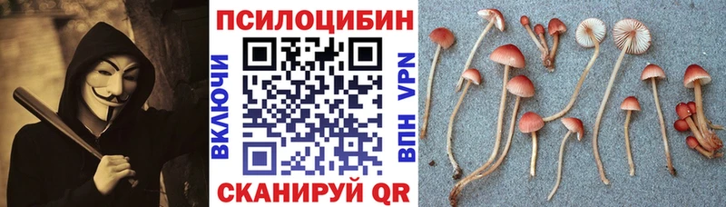 дарнет шоп  Черногорск  Галлюциногенные грибы GOLDEN TEACHER 